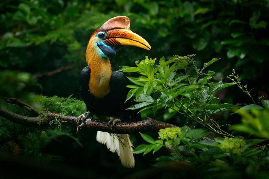 Beautiful jungle horn bill