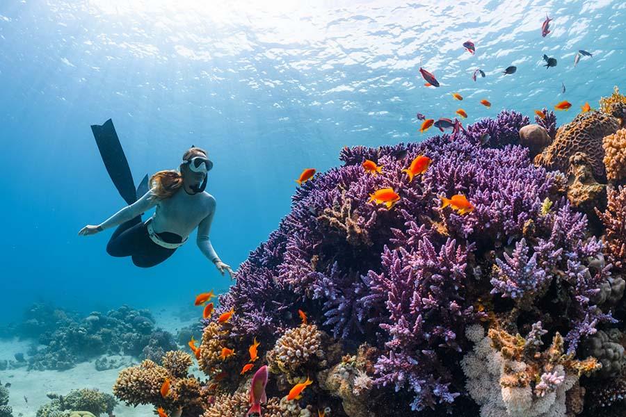 Colored coral reefs in the ocean