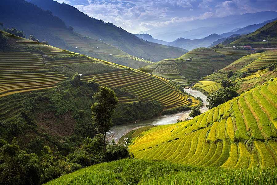 Rice fields next to a river