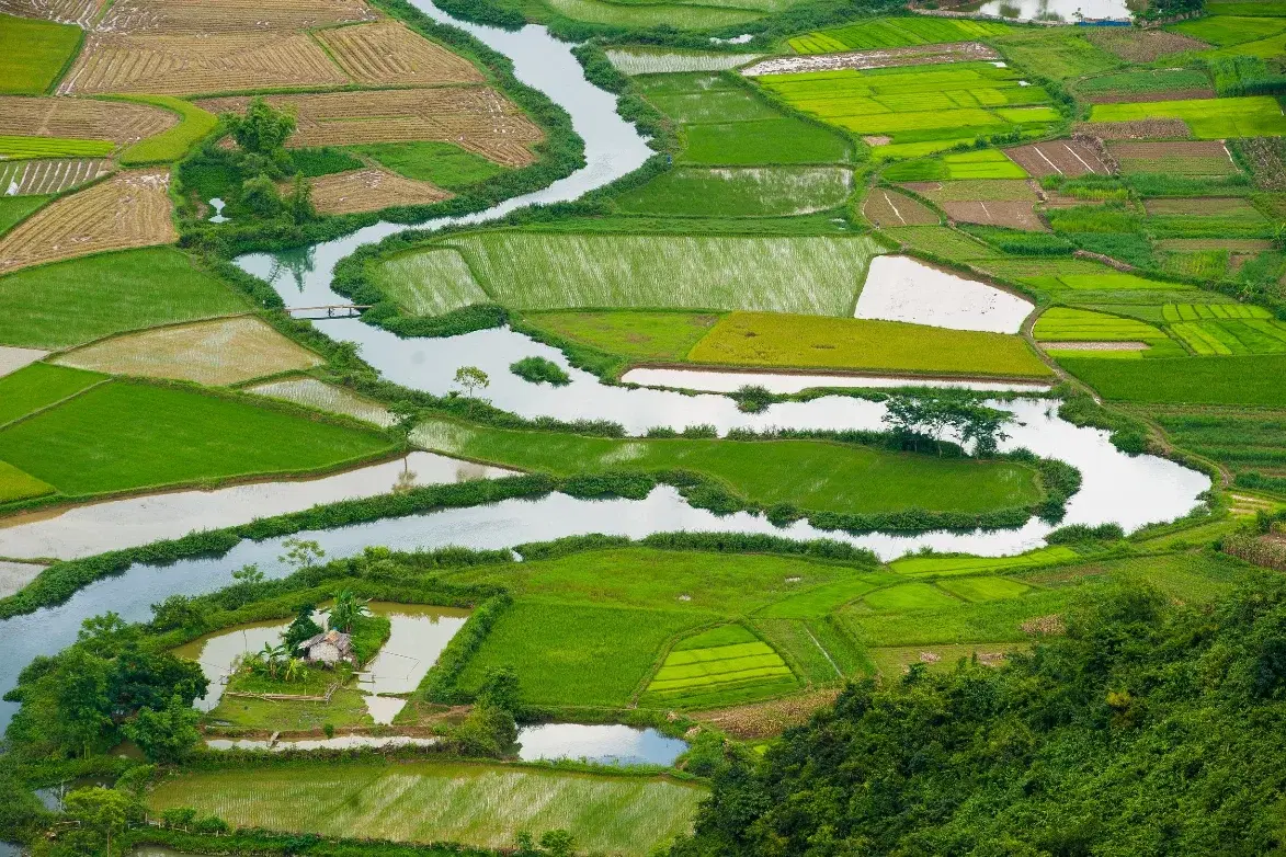 High angle view rice fields - Mekong